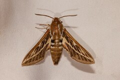 Hyles livornicoides