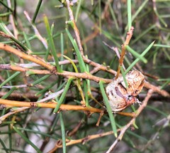 Hakea rugosa