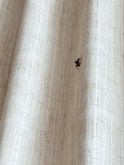 Hasarius adansoni