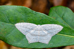 Acropteris ciniferaria