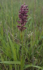 Anacamptis coriophora