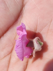 Podalyria variabilis