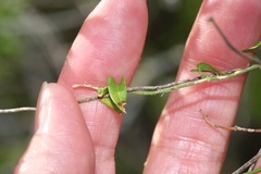 Matelea sagittifolia