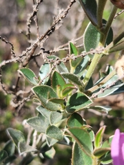 Podalyria variabilis