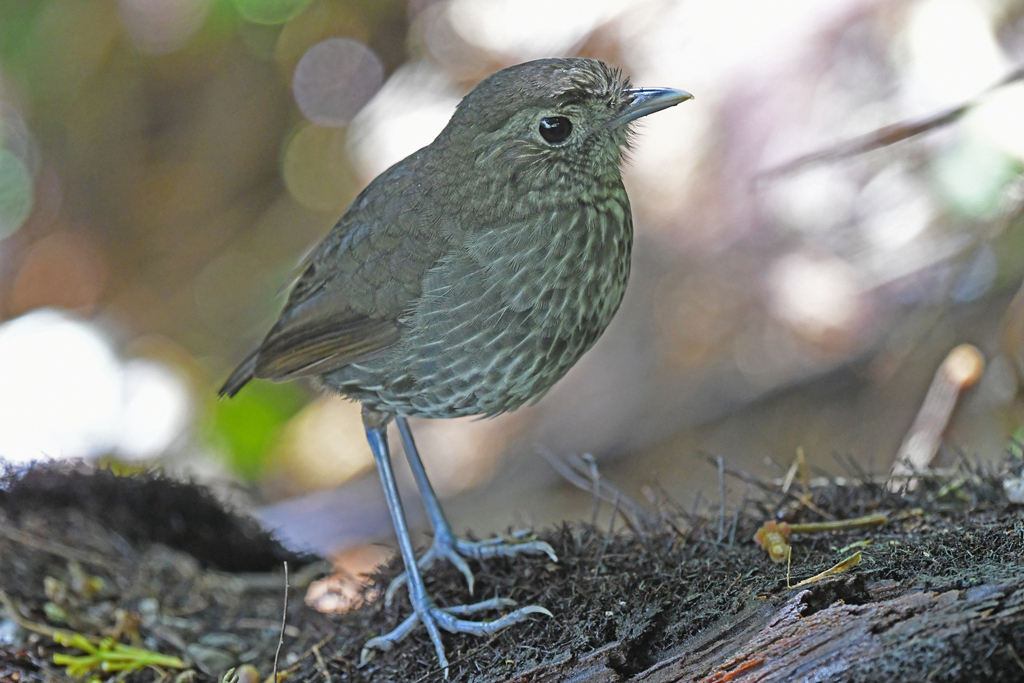 Cundinamarca Antpitta photo