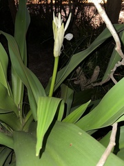 Crinum pedunculatum