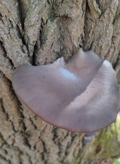 Pleurotus ostreatus