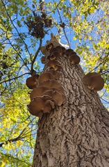 Pleurotus ostreatus