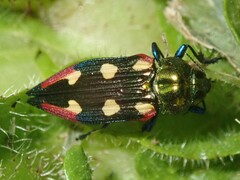 Castiarina producta