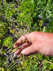 Bromus arvensis