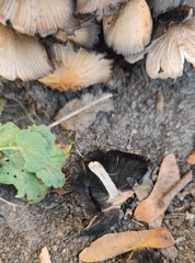 Coprinellus