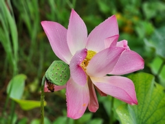 Nelumbo nucifera