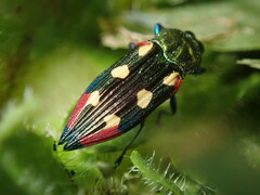 Castiarina producta