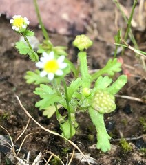 Brachyscome goniocarpa