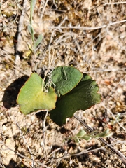 Pelargonium asarifolium
