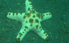 Protoreaster nodosus