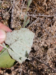 Pelargonium asarifolium
