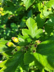 Crataegus maximowiczii