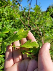 Crataegus maximowiczii