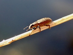 Sitona discoideus