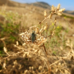 Muschampia
