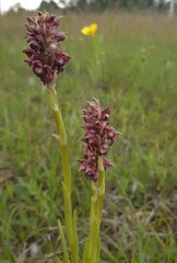 Anacamptis coriophora