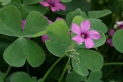 Oxalis articulata