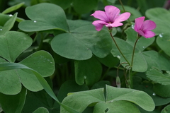 Oxalis articulata