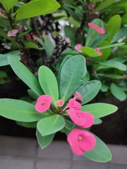 Euphorbia milii