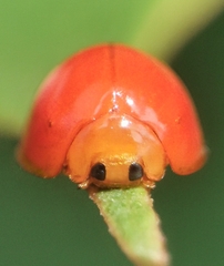 Chilocorus circumdatus