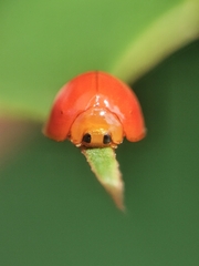 Chilocorus circumdatus