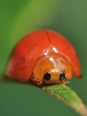 Chilocorus circumdatus