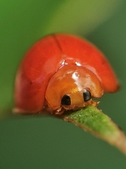 Chilocorus circumdatus