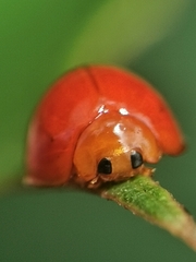 Chilocorus circumdatus
