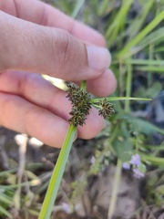 Cyperus difformis