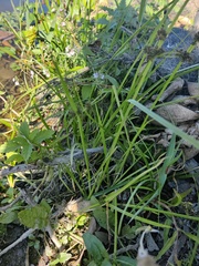 Cyperus difformis