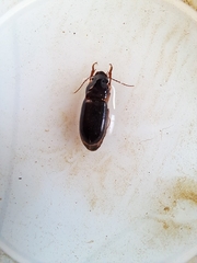 Harpalus rubripes