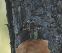 Cicadoidea