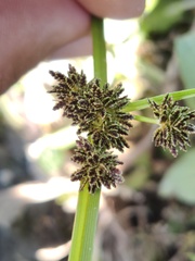 Cyperus difformis