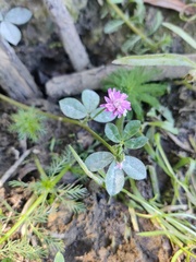 Trifolium resupinatum