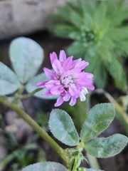 Trifolium resupinatum