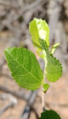 Grewia caffra