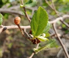 Grewia caffra