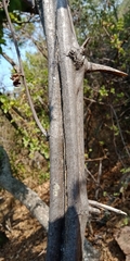 Grewia caffra