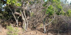 Grewia caffra