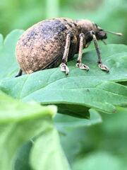 Liophloeus tessulatus