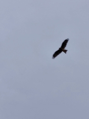 Milvus migrans lineatus