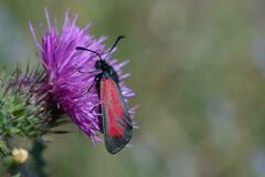 Zygaena purpuralis