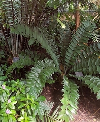 Encephalartos ferox