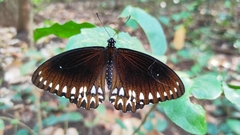 Papilio dravidarum